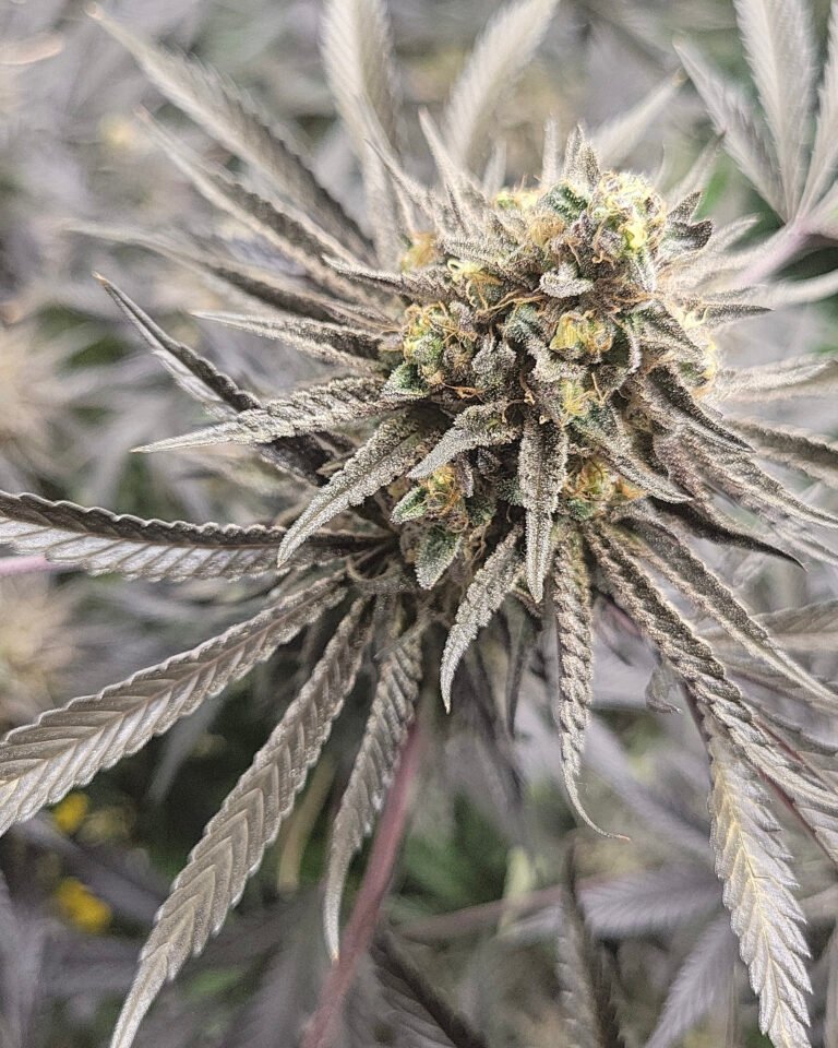 Grower: @artepeligrosa