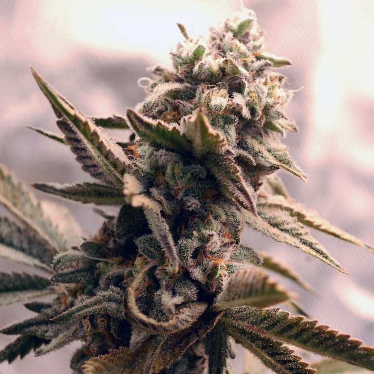Grower: @b_raz.kraft.cannabis