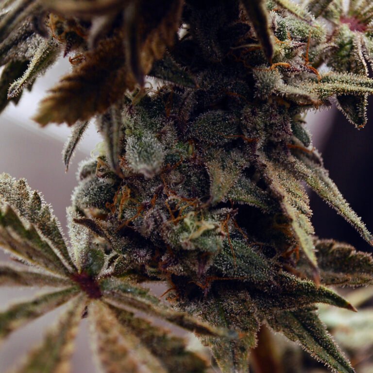 Grower: @b_raz.kraft.cannabis