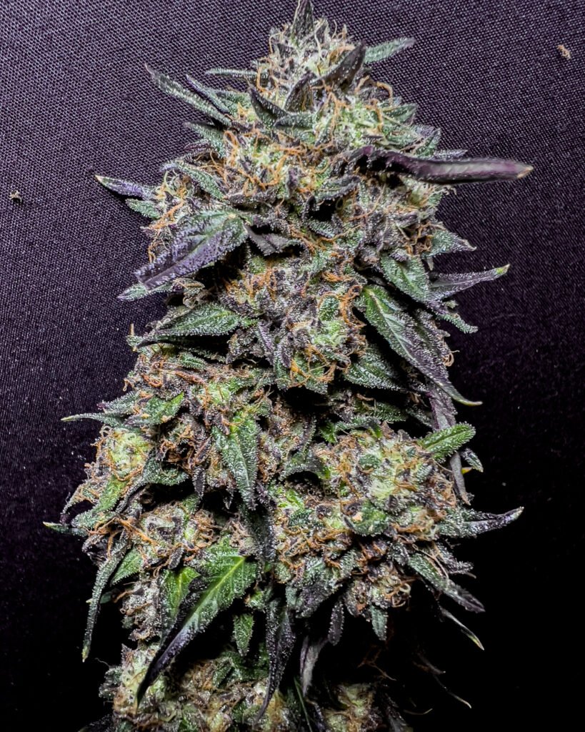 Pink Cereal Puffs : Wedding Pie X Pink Runtz